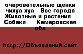 очаровательные щенки чихуа-хуа - Все города Животные и растения » Собаки   . Кемеровская обл.